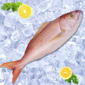 Frozen Fish (Tuna, Red Snapper)